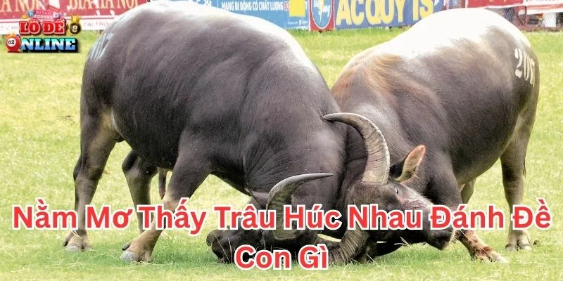 Con số may mắn khi nằm mơ thấy trâu húc nhau đánh đề con gì