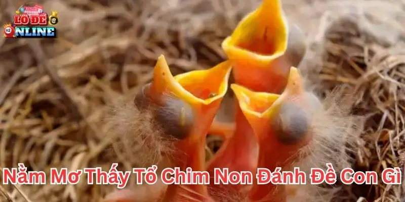 Giải mã nằm mơ thấy tổ chim non đánh đề con gì theo tâm linh