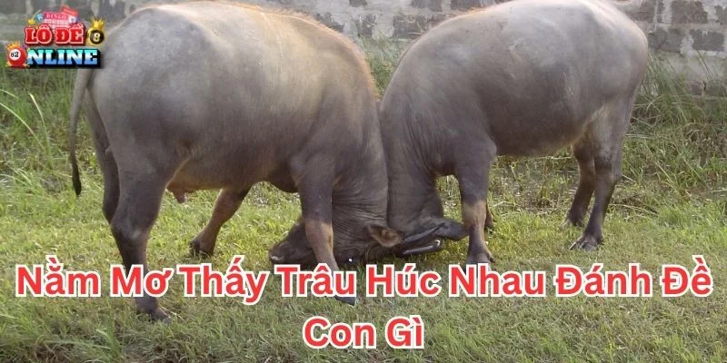 Giải mã nằm mơ thấy trâu húc nhau đánh đề con gì