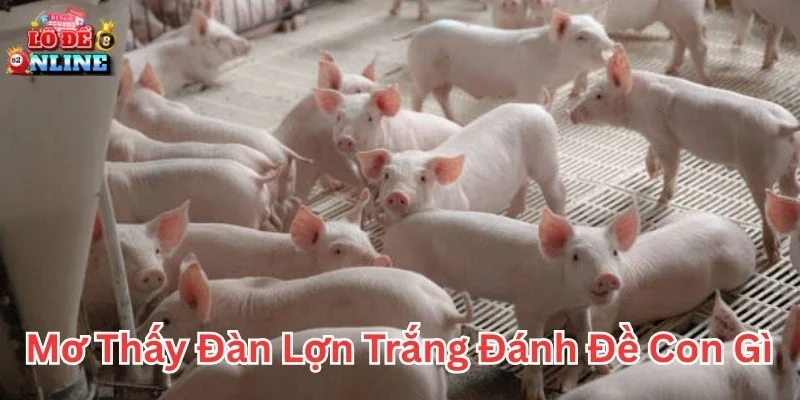 Mơ thấy đàn lợn trắng đánh đề con gì trong sổ mơ dân gian