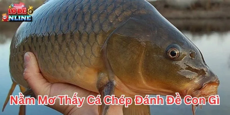 Nằm mơ thấy cá chép đánh đề con gì khi sắp gặp may mắn