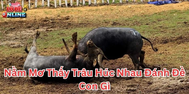 Nằm mơ thấy trâu húc nhau đánh đề con gì