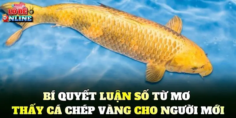 Bí quyết luận số từ Mơ Thấy Cá Chép Vàng cho người mới