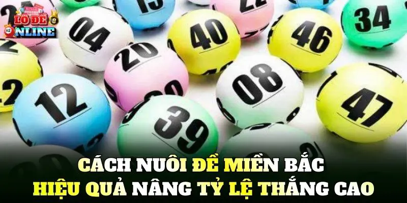 Cách Nuôi Đề Miền Bắc Hiệu Quả nâng tỷ lệ thắng cao
