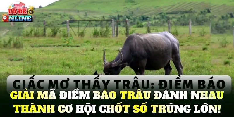 Giải mã điềm báo thấy trâu đánh nhau thành cơ hội chốt số trúng lớn!
