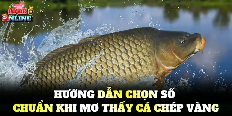 Hướng dẫn chọn số chuẩn khi Mơ Thấy Cá Chép Vàng