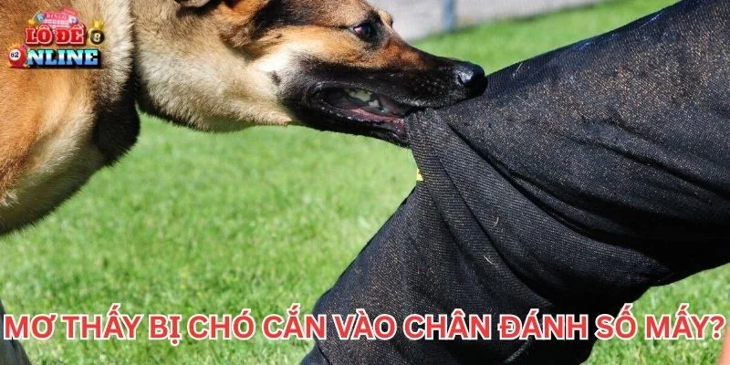 Mơ Thấy Bị Chó Cắn vào chân đánh số mấy?