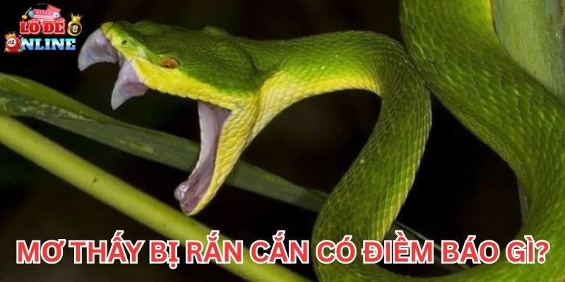 Mơ Thấy Bị Rắn Cắn có điềm báo gì?