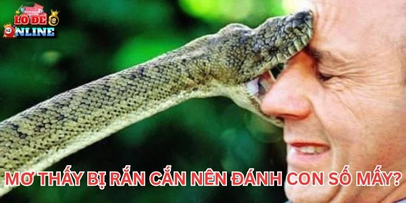 Mơ Thấy Bị Rắn Cắn nên đánh con số mấy?