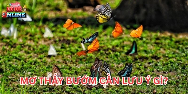 Mơ Thấy Bướm cần lưu ý gì?