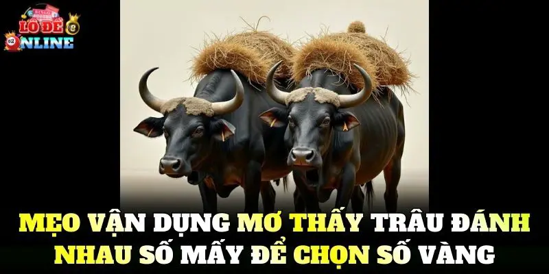 Mẹo vận dụng Mơ Thấy Trâu Đánh Nhau Số Mấy để chọn số vàng