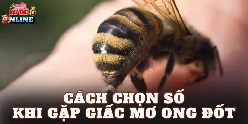 Cách chọn số khi gặp giấc mơ ong đốt
