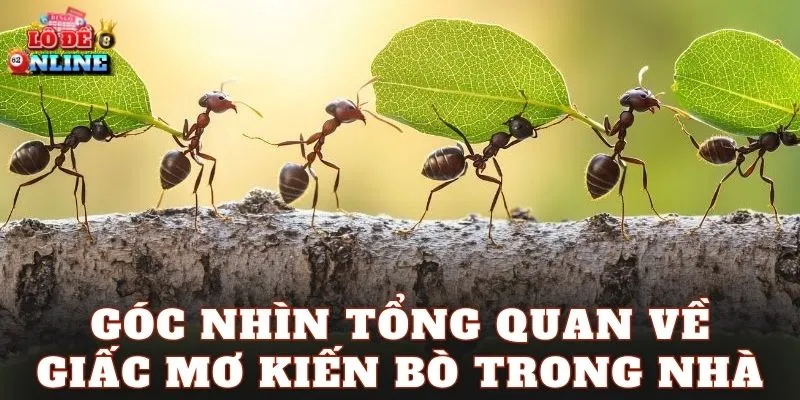 Góc nhìn tổng quan về giấc mơ kiến bò trong nhà