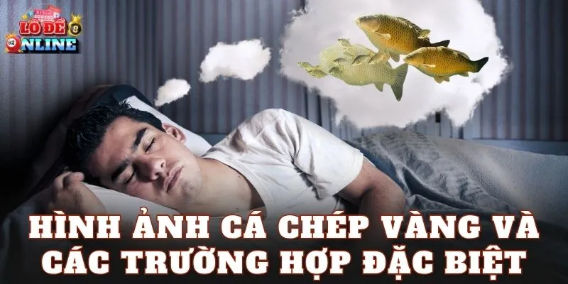 Hình ảnh cá chép vàng và các trường hợp đặc biệt